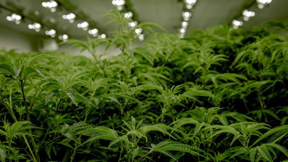 Népszavazást tartanának az olaszok a kannabisz dekriminalizálásáról