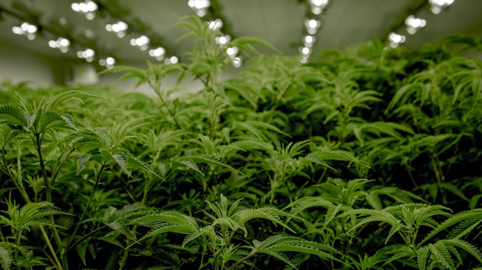 Népszavazást tartanának az olaszok a kannabisz dekriminalizálásáról
