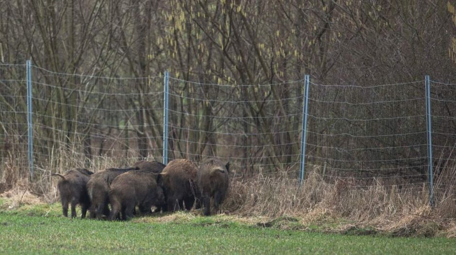 120 kilométeres határkerítést épít a lengyel határra Németország