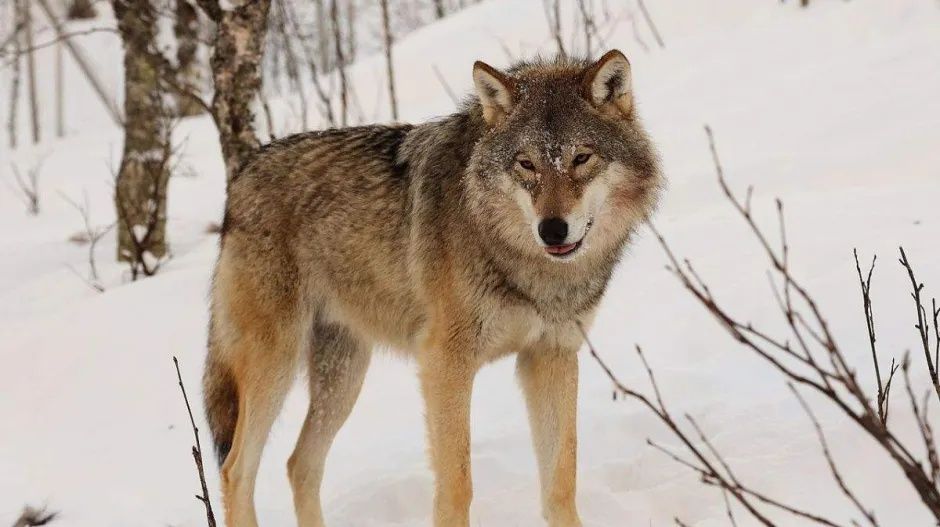 „Túl bátrak” lettek a svájci farkasok, háborognak a gazdák