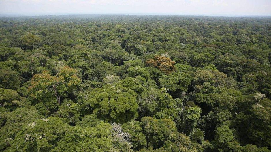Ezért nem lenne szabad kivágni az esőerdőket