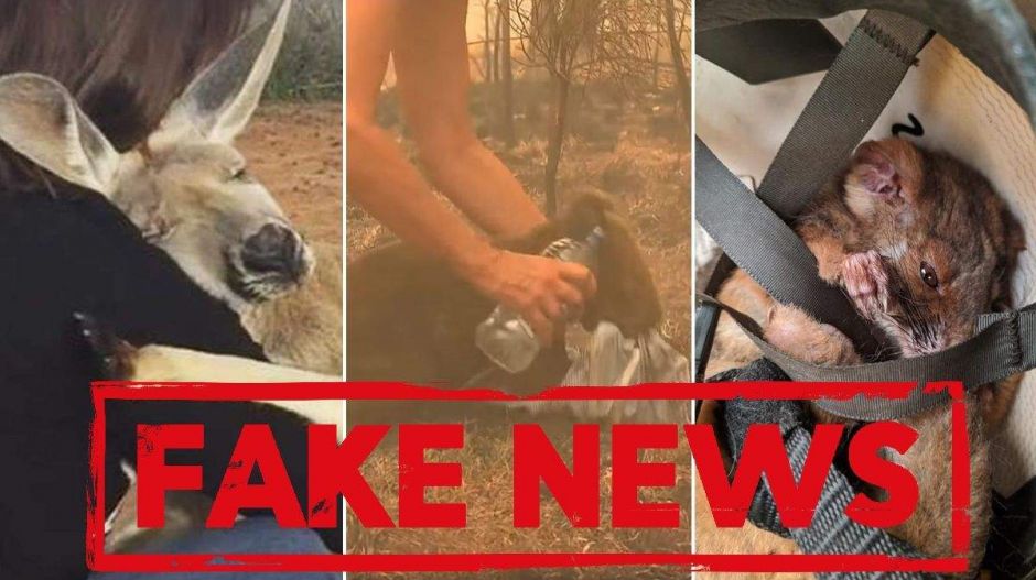 Megosztottál pár cuki, koalamentő fotót? Fake news-t terjesztettél!