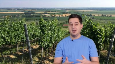 Itt a 15 perces boriskola: minden, amit a furmintról tudni érdemes