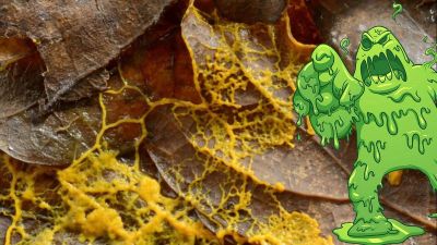 Zavarba ejtően fura lényre bukkanhatunk szombattól a Párizsi Állatkertben