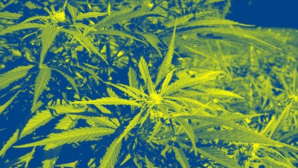 Így függhet össze a tinédzserkori füvezés a depresszióval