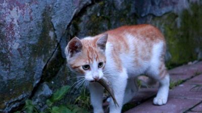 Mit látunk ezen a videón?