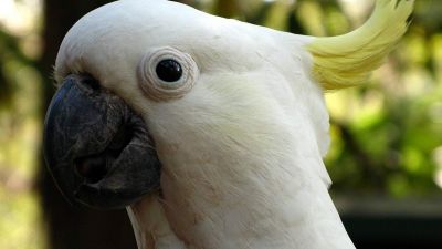 Hógolyó, a táncoló kakadu lehet az év tudományos felfedezettje