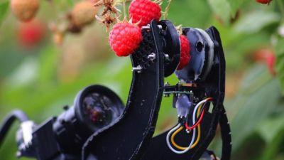 Robotok szedhetik a terményt a briteknél a kelet-európai vendégmunkások helyett