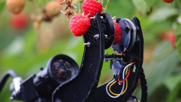 Robotok szedhetik a terményt a briteknél a kelet-európai vendégmunkások helyett