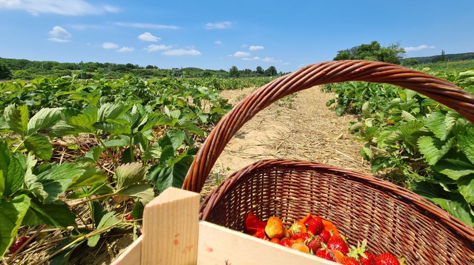 Tényleg tönkretenné az agráriumot az Európai Bizottság intézkedéscsomagja?