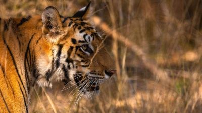 Már csak néhány évtized, és eltűnhet a bengáli tigris az egyik utolsó élőhelyéről is