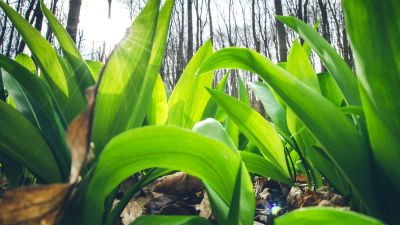 Heteken belül itt a medvehagyma szezonja, annyira enyhe a tél