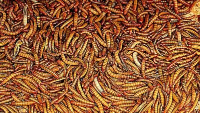 Undorító lárvák szaporításával menekülhetünk meg az élelmiszerválságtól?