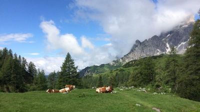 Agyontapostak a tehenei egy kirándulót, 150 millió forintnak megfelelő összegű kártérítést kell fizetnie