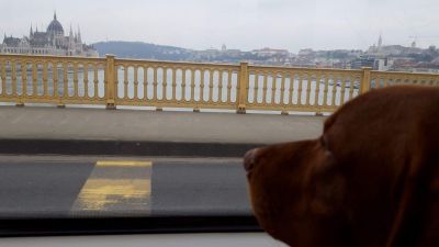 Bitangjó kutyás kirándulóhelyek Budapesten és környékén