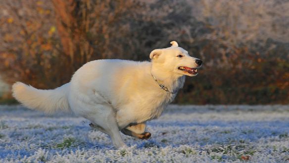 A korunk nagy csatája, Óbudánál sarokba szorították a kutyásokat