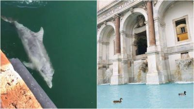 Velencében földbe állt a turizmus, cserébe visszatértek a városba a delfinek