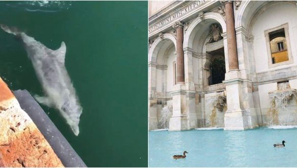 Velencében földbe állt a turizmus, cserébe visszatértek a városba a delfinek