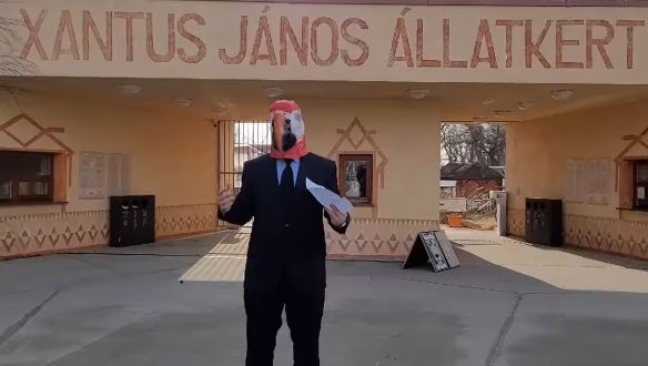 Dübörög a győri kampány is: egy magát papagájként azonosító jelöltet indít az MKKP