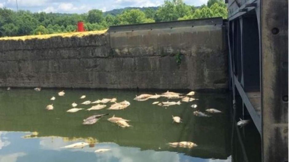 Halak ezrei pusztultak el a folyóba folyt 45 ezer hordó whiskytől