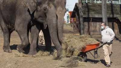 Túlélik-e az állatkertek lakói a koronavírus-járványt?