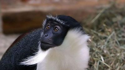 Már több mint százezer állat- és növényfaj van veszélyben