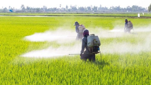 A magyar kormány kiállt a potenciálisan rákkeltő glifozát mellett