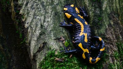 Civileknek sikerült megakadályozni egy természetromboló beruházást