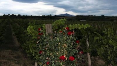 Világmárka-kreálás, balkáni összefogás: így éled újra az észak-macedón borászat