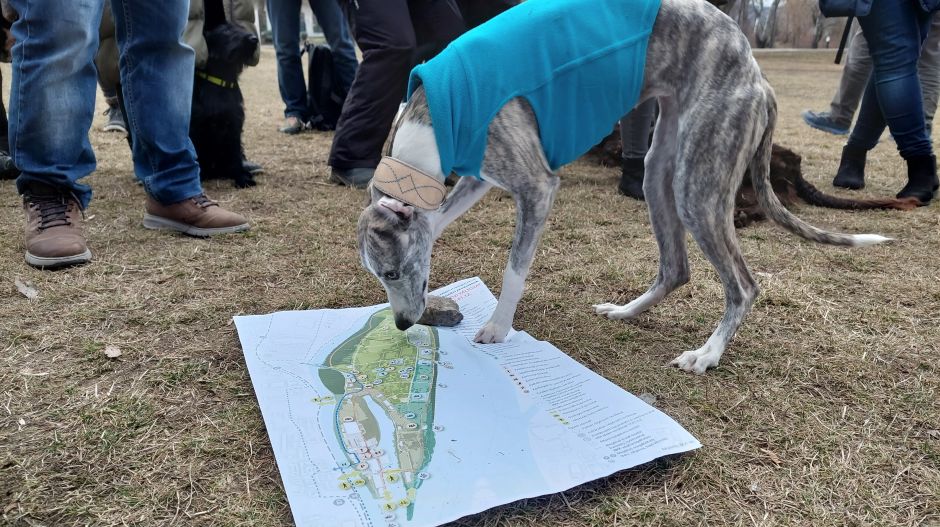 Az óbudai kutyások és a Főváros mutathatnak példát, hogyan lehet megbeszélni dolgokat