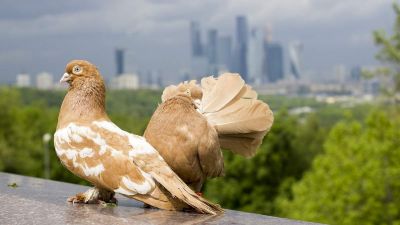 Madarakkal és delfinekkel is kémkedett a szovjetek ellen a CIA
