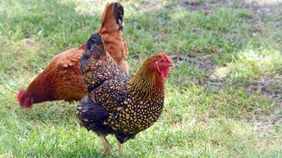 3D nyomtatással készített csirkefalatok előállításán dolgozik a KFC