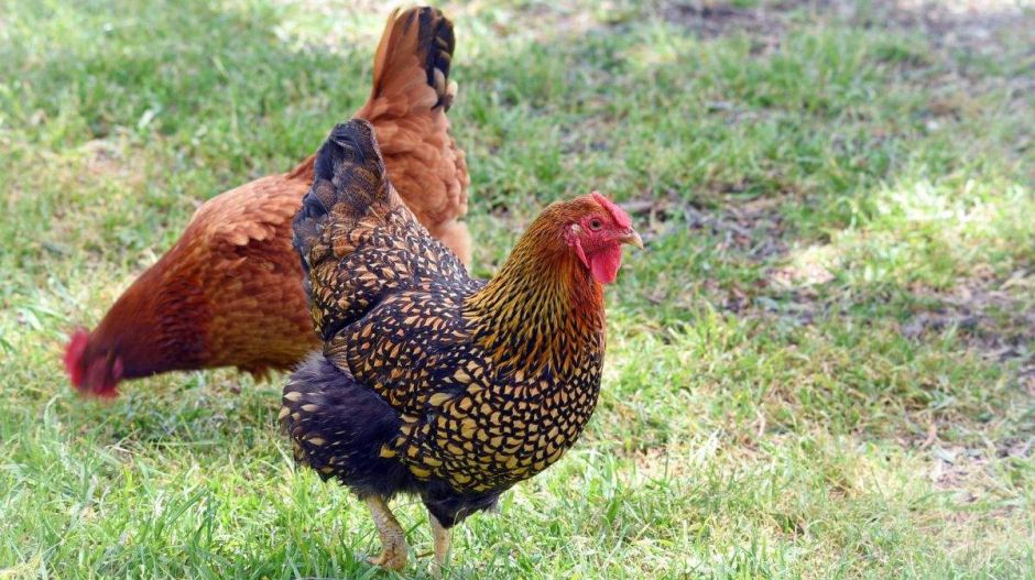 3D nyomtatással készített csirkefalatok előállításán dolgozik a KFC