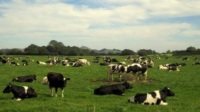 Csupán a tizedét isszuk meg az EU-ban termelt tejnek
