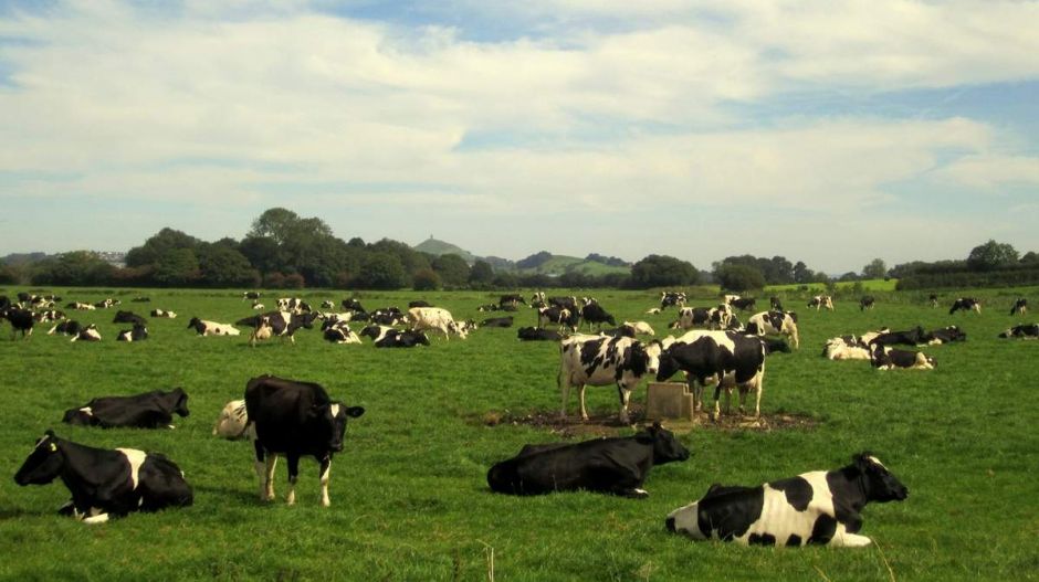 Csupán a tizedét isszuk meg az EU-ban termelt tejnek
