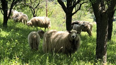 Létezik fenntartható mezőgazdaság: kicsiben