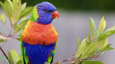 Győr polgármestere sem tudta megfékezni az ipari parkban elszabadult papagájt