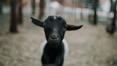 Így mentettek bajba jutott kecskét a budapesti tűzoltók