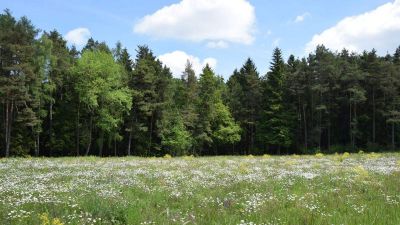 Senki se mehessen be az erdőkbe!