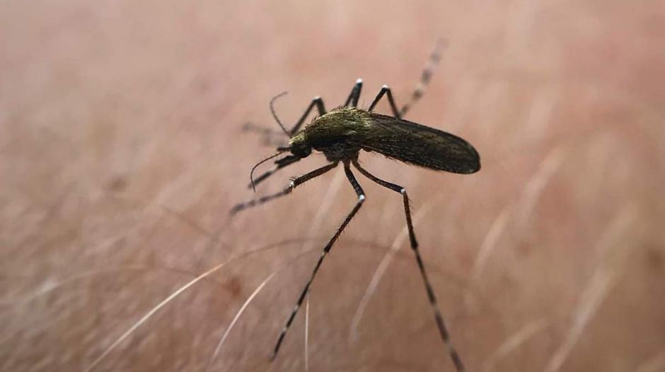 Mi történne, ha eltűnnének a szúnyogok?