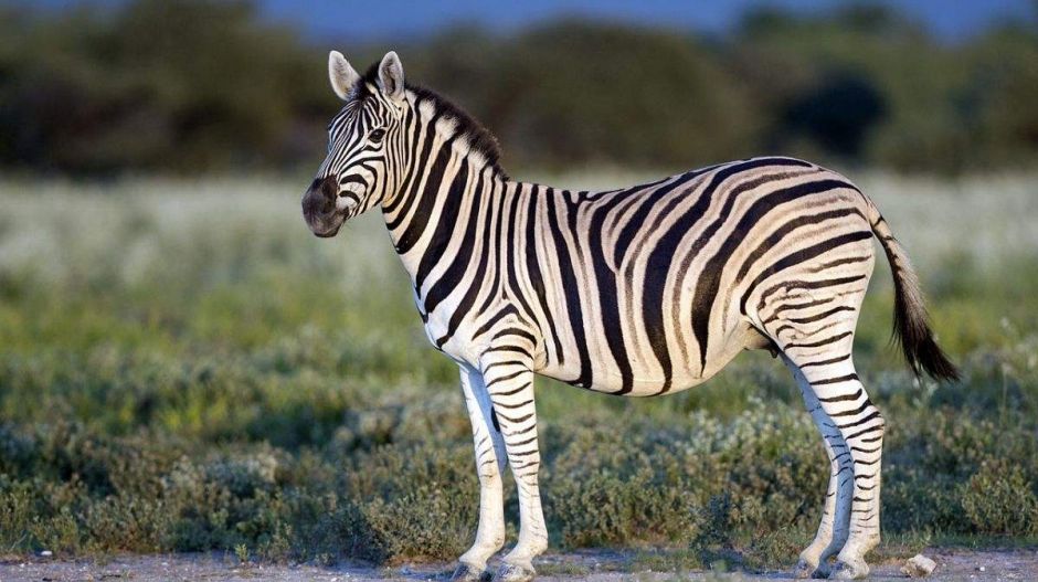 Miért csíkosak a zebrák? Fekete-fehérbe öltöztetett lovakkal találtak rá választ
