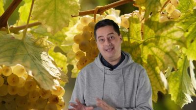 Magyar szőlőfajtának hisszük, de a horvátok aratják le vele a babérokat